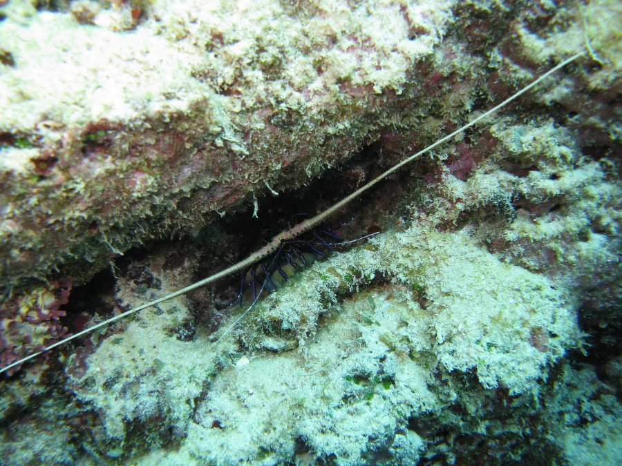 Dive Photos/2009-07 Great Barrier Reef/img_0959.jpg